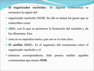 El organizador nucleolar.-  En algunos cromosomas se encuentra la región del organizador nucleolar (NOR). En ella se sitúan los genes que se transcriben como ARNr, con lo que se promueve la formación del nucléolo y de los ribosomas. Esta zona no se espiraliza tanto y por eso se ve más clara. EI satélite (SAT).-  Es el segmento del cromosoma entre el organizador nucleolar y el telómero correspondiente. Sólo poseen satélite aquellos cromososmas que tienen  NOR. 