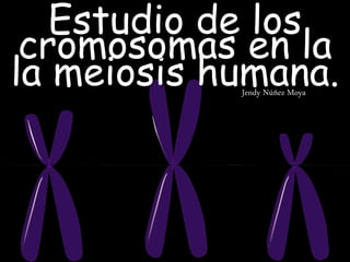 Estudio de los
Jendy Núñez Moya
la meiosis humana.
cromosomas en la
 