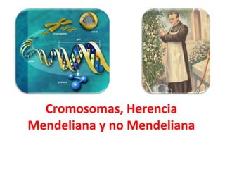 Cromosomas, Herencia
Mendeliana y no Mendeliana
 