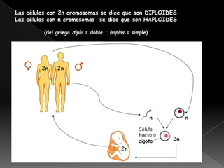 Las células con 2n cromosomas se dice que son DIPLOIDES
Las células con n cromosomas se dice que son HAPLOIDES

         (del griego diplo = doble ; haplos = simple)
 