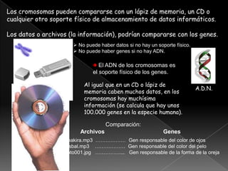Los cromosomas pueden compararse con un lápiz de memoria, un CD o
cualquier otro soporte físico de almacenamiento de datos informáticos.

Los datos o archivos (la información), podrían compararse con los genes.
                         No puede haber datos si no hay un soporte físico.
         Cromosoma
                         No puede haber genes si no hay ADN.

                                   El ADN de los cromosomas es
                                el soporte físico de los genes.

                            Al igual que en un CD o lápiz de
                                                                              A.D.N.
                            memoria caben muchos datos, en los
                            cromosomas hay muchísima
                            información (se calcula que hay unos
                            100.000 genes en la especie humana).

                                      Comparación:
                           Archivos                            Genes
                     Shakira.mp3 ……………… Gen responsable del color de ojos
                     Bisbal.mp3 ……………… Gen responsable del color del pelo
                     Foto001.jpg ……………... Gen responsable de la forma de la oreja
 