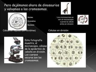 Pero dejémonos ahora de dinosaurios
 y volvamos a los cromosomas.

                        Núcleo                      Los cromosomas se
                                                     ven al microscopio
                        Cromatina                      cuando la célula
                        Nucleolo
                                                       entra en división


Célula en reposo (sin dividirse)            Células en división



                     Esta fotografía
                     muestra, al
                     microscopio, células
                     de la epidermis de
                     cebolla en división.
                     Los cuerpos
                     oscuros son los
                     cromosomas.
 