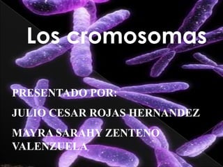 Los cromosomas

PRESENTADO POR:
JULIO CESAR ROJAS HERNANDEZ
MAYRA SARAHY ZENTENO
VALENZUELA
 