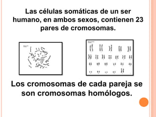 Las células somáticas de un ser humano, en ambos sexos, contienen 23 pares de cromosomas.Los cromosomas de cada pareja se son cromosomas homólogos.
