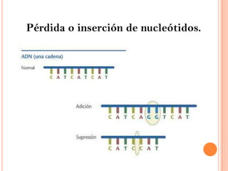 Pérdida o inserción de nucleótidos. 