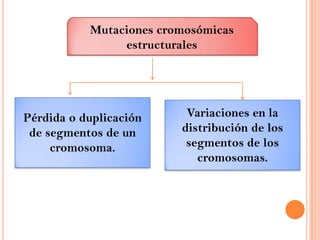 Mutaciones cromosómicas estructurales Pérdida o duplicación de segmentos de un cromosoma. Variaciones en la distribución de los segmentos de los cromosomas. 