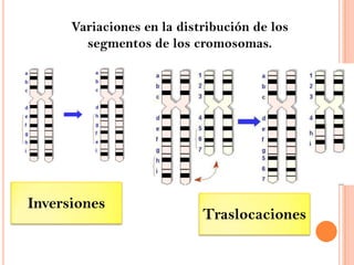 Variaciones en la distribución de los segmentos de los cromosomas. Inversiones Traslocaciones