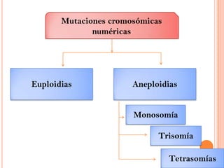 Mutaciones cromosómicas numéricas Euploidias AneploidiasMonosomíaTrisomíaTetrasomías