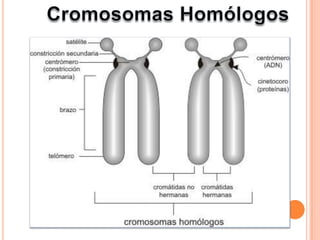 CromosomasHomólogosLos cromosomas homólogos son cromosomas con igual morfología y constitución genética, pero de origen diferente. En los seres humanos existen 23 pares de cromosomas homólogos, cada uno de los cuales contiene un  cromosoma proveniente de la madre y otro proveniente de la madre.