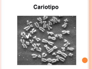 CariotipoCorresponde al conjunto de cromosomas de los organismos de una especie
