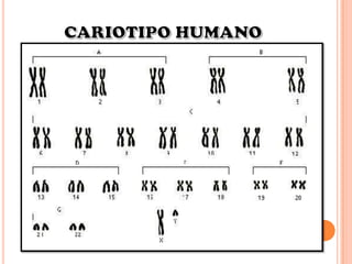 CARIOTIPO HUMANO
