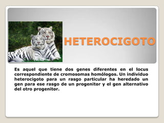 HETEROCIGOTO
Es aquel que tiene dos genes diferentes en el locus
correspondiente de cromosomas homólogos. Un individuo
heterocigoto para un rasgo particular ha heredado un
gen para ese rasgo de un progenitor y el gen alternativo
del otro progenitor.
 