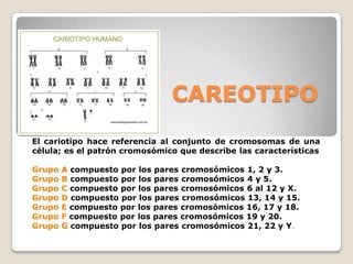 CAREOTIPO
El cariotipo hace referencia al conjunto de cromosomas de una
célula; es el patrón cromosómico que describe las características
Grupo A compuesto por los pares cromosómicos 1, 2 y 3.
Grupo B compuesto por los pares cromosómicos 4 y 5.
Grupo C compuesto por los pares cromosómicos 6 al 12 y X.
Grupo D compuesto por los pares cromosómicos 13, 14 y 15.
Grupo E compuesto por los pares cromosómicos 16, 17 y 18.
Grupo F compuesto por los pares cromosómicos 19 y 20.
Grupo G compuesto por los pares cromosómicos 21, 22 y Y.
 