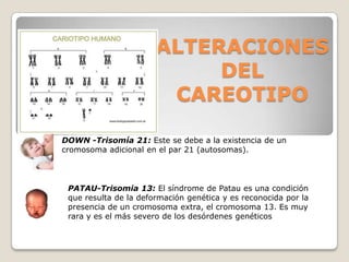 ALTERACIONES
DEL
CAREOTIPO
DOWN -Trisomía 21: Este se debe a la existencia de un
cromosoma adicional en el par 21 (autosomas).
PATAU-Trisomia 13: El síndrome de Patau es una condición
que resulta de la deformación genética y es reconocida por la
presencia de un cromosoma extra, el cromosoma 13. Es muy
rara y es el más severo de los desórdenes genéticos
 