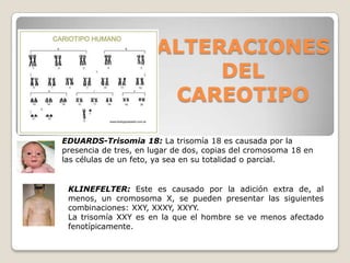 ALTERACIONES
DEL
CAREOTIPO
EDUARDS-Trisomia 18: La trisomía 18 es causada por la
presencia de tres, en lugar de dos, copias del cromosoma 18 en
las células de un feto, ya sea en su totalidad o parcial.
KLINEFELTER: Este es causado por la adición extra de, al
menos, un cromosoma X, se pueden presentar las siguientes
combinaciones: XXY, XXXY, XXYY.
La trisomía XXY es en la que el hombre se ve menos afectado
fenotípicamente.
 