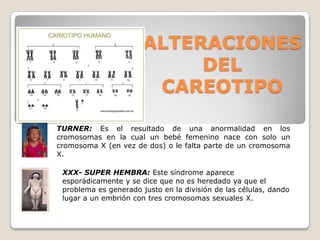 ALTERACIONES
DEL
CAREOTIPO
TURNER: Es el resultado de una anormalidad en los
cromosomas en la cual un bebé femenino nace con solo un
cromosoma X (en vez de dos) o le falta parte de un cromosoma
X.
XXX- SUPER HEMBRA: Este síndrome aparece
esporádicamente y se dice que no es heredado ya que el
problema es generado justo en la división de las células, dando
lugar a un embrión con tres cromosomas sexuales X.
 