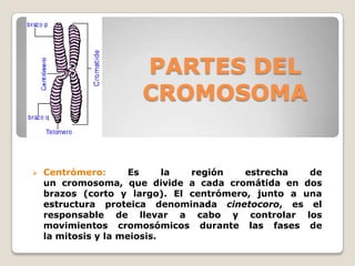 PARTES DEL
CROMOSOMA
 Centrómero: Es la región estrecha de
un cromosoma, que divide a cada cromátida en dos
brazos (corto y largo). El centrómero, junto a una
estructura proteica denominada cinetocoro, es el
responsable de llevar a cabo y controlar los
movimientos cromosómicos durante las fases de
la mitosis y la meiosis.
 