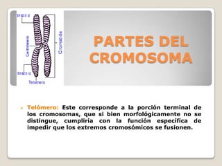 PARTES DEL
CROMOSOMA
 Telómero: Este corresponde a la porción terminal de
los cromosomas, que si bien morfológicamente no se
distingue, cumpliría con la función específica de
impedir que los extremos cromosómicos se fusionen.
 