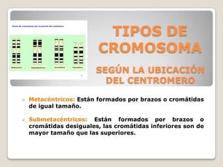 TIPOS DE
CROMOSOMA
 Metacéntricos: Están formados por brazos o cromátidas
de igual tamaño.
 Submetacéntricos: Están formados por brazos o
cromátidas desiguales, las cromátidas inferiores son de
mayor tamaño que las superiores.
SEGÚN LA UBICACIÓN
DEL CENTROMERO
 