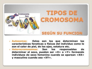 TIPOS DE
CROMOSOMA
 Autosomas: Estos son los que determinan las
características fenoticas o físicas del individuo como lo
son el color de piel, de los ojos, estatura etc.
 Heterocromosomas: Son los responsables de
determinar el sexo, pueden ser «X» o «Y» formando
individuos de sexo femenino cuando se aparean «XX»
y masculino cuando sea «XY».
SEGÚN SU FUNCION
 