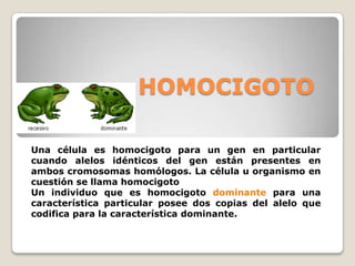HOMOCIGOTO
Una célula es homocigoto para un gen en particular
cuando alelos idénticos del gen están presentes en
ambos cromosomas homólogos. La célula u organismo en
cuestión se llama homocigoto
Un individuo que es homocigoto dominante para una
característica particular posee dos copias del alelo que
codifica para la característica dominante.
 