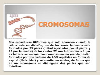CROMOSOMAS
Son estructuras filiformes que solo aparecen cuando la
célula esta en división, los de los seres humanos esta
formados por 23 pares (mitad aportados por el padre y
23 por la madre) de los cuales 22 son Autosomas y 1 par
es heterocromosoma. Los cromosomas en realidad están
formados por dos cadenas de ADN repetidas en forma de
espiral (Helicoidal) y se mantienen unidas, de forma que
en un cromosoma se distinguen dos partes que son
idénticas.
 