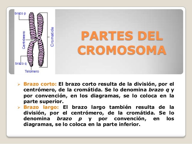Cromosomas tipos, funciones, Careotipo