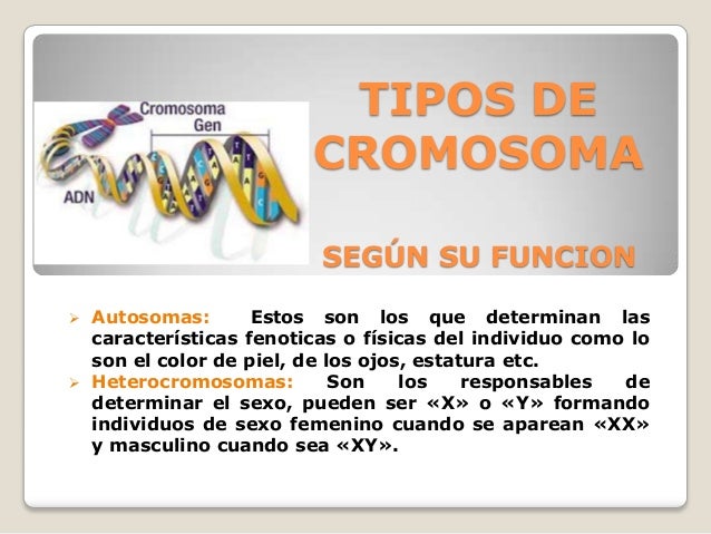 Cromosomas tipos, funciones, Careotipo