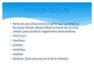 DIVISION CELULAR
Parte de una célula inicial (madre) que se divide en
dos para formar células (hijas) a través de un ciclo
celular; para producir organismos pluricelulares.
PROCESO :
Interface
profase
metafase
anafase
telofase. (Este proceso es el de la mitosis).