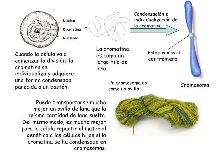 Cromosomas y genes