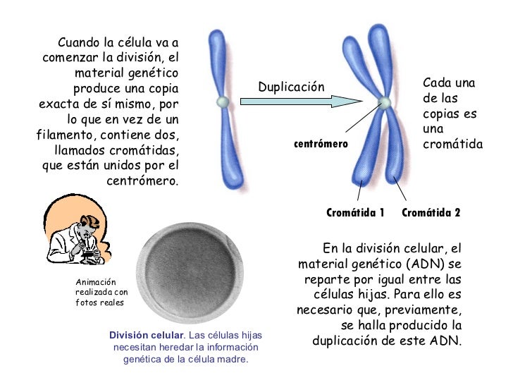 Cromosomas y genes