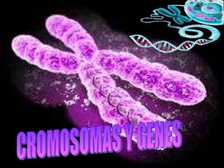 CROMOSOMAS Y GENES 