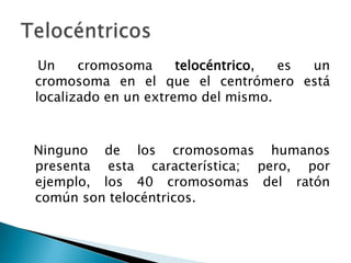    Un cromosoma telocéntrico, es un cromosoma en el que el centrómero está localizado en un extremo del mismo.  Ninguno de los cromosomas humanos presenta esta característica; pero, por ejemplo, los 40 cromosomas del ratón común son telocéntricos.Telocéntricos