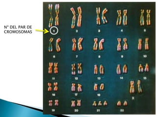 Nº DEL PAR DE CROMOSOMAS