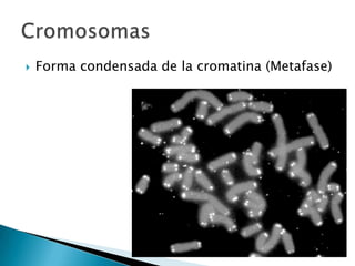 Forma condensada de la cromatina (Metafase) Cromosomas 