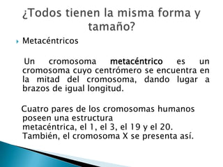 Metacéntricos    Un cromosoma metacéntrico es un cromosoma cuyo centrómero se encuentra en la mitad del cromosoma, dando lugar a brazos de igual longitud.  Cuatro pares de los cromosomas humanos poseen una estructura metacéntrica, el 1, el 3, el 19 y el 20. También, el cromosoma X se presenta así.¿Todos tienen la misma forma y tamaño?