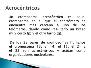   Un cromosoma acrocéntrico es aquel cromosoma en el que el centrómero se encuentra más cercano a uno de los telómeros, dando como resultado un brazo muy corto (p) y el otro largo (q).   De los 23 pares de cromosomas humanos el cromosoma 13, el 14, el 15, el 21 y el 22 son acrocéntricos y actúan como organizadores nucleolares.Acrocéntricos