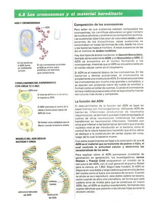 Cromosomas y meiosis 2