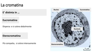 La cromatina
E’ distinta in …
Nucleo Eucromatina
Eterocromatina
Nucleolo
Eucromatina
Dispersa e si colora debolmente
Eterocromatina
Più compatta, si colora intensamente
 