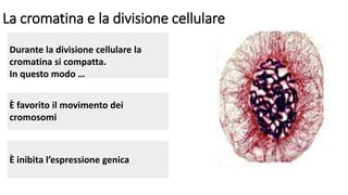 La cromatina e la divisione cellulare
Durante la divisione cellulare la
cromatina si compatta.
In questo modo …
È favorito il movimento dei
cromosomi
È inibita l’espressione genica
 