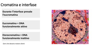 Cromatina e interfase
Durante l’interfase prevale
l’eucromatina
Eucromatina = DNA
funzionalmente attivo
Eterocromatina = DNA
funzionalmente inattivo
Geni che devono restare silenti
 