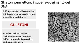 Gli istoni permettono il super avvolgimento del
DNA
Il DNA presente nella cromatina
è ripiegato e super avvolto grazie
a specifiche proteine …
GLI ISTONI
Proteine basiche cariche
positivamente che risentono
dell’attrazione del DNA carico
positivamentemente
 