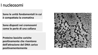 I nucleosomi
Sono le unità fondamentali in cui
è compattata la cromatina
Sono disposti nei cromosomi
come le perle di una collana
Proteine basiche cariche
positivamente che risentono
dell’attrazione del DNA carico
positivamentemente
 