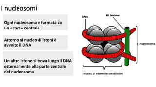 I nucleosomi
Ogni nucleosoma è formata da
un «core» centrale
Attorno al nucleo di istoni è
avvolto il DNA
Un altro istone si trova lungo il DNA
esternamente alla parte centrale
del nucleosoma
Nucleosoma
Nucleo di otto molecole di istoni
DNA
 