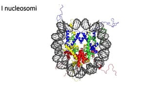 I nucleosomi
 