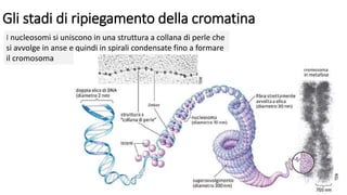 Gli stadi di ripiegamento della cromatina
I nucleosomi si uniscono in una struttura a collana di perle che
si avvolge in anse e quindi in spirali condensate fino a formare
il cromosoma
 