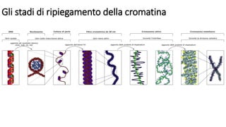 Gli stadi di ripiegamento della cromatina
 