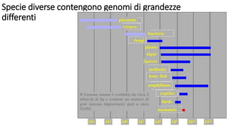 Specie diverse contengono genomi di grandezze
differenti
 