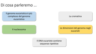 Di cosa parleremo …
Il genoma eucariotico è più
complesso del genoma
eucariotico
La cromatina
Il nucleosoma
Le dimensioni del genoma negli
eucarioti
Il DNA eucariote contiene
sequenze ripetitive
 