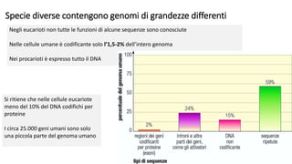 Specie diverse contengono genomi di grandezze differenti
Negli eucarioti non tutte le funzioni di alcune sequenze sono conosciute
Nelle cellule umane è codificante solo l’1,5-2% dell’intero genoma
Nei procarioti è espresso tutto il DNA
Si ritiene che nelle cellule eucariote
meno del 10% del DNA codifichi per
proteine
I circa 25.000 geni umani sono solo
una piccola parte del genoma umano
 
